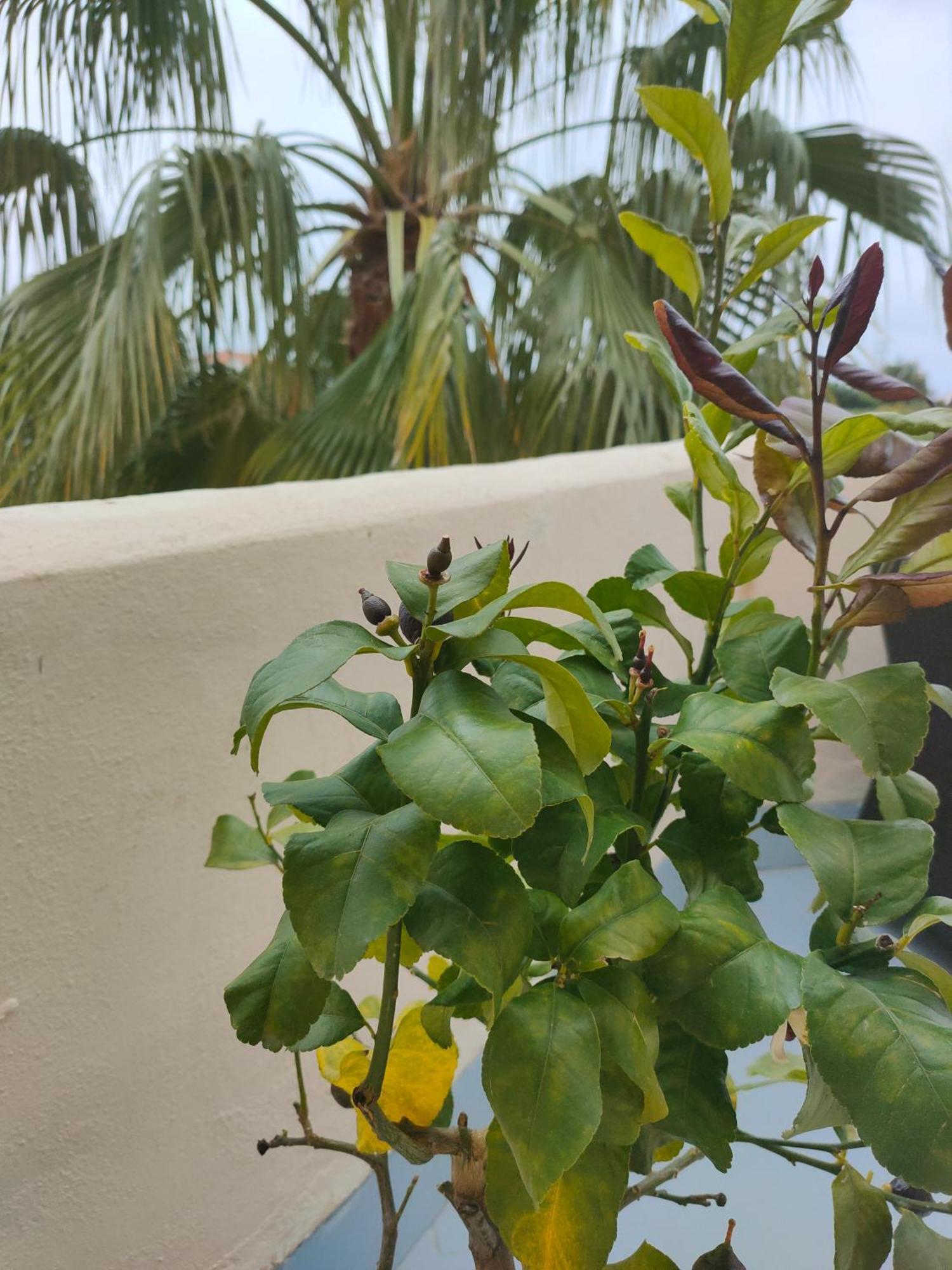 Apartment Sea View *